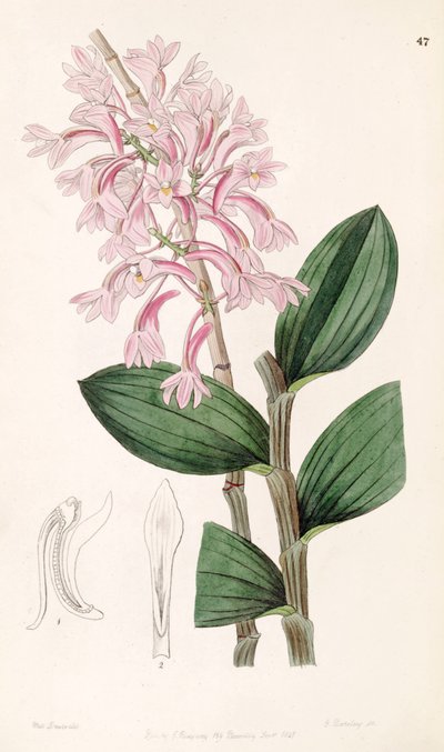 Dendrobium hasseltii de Miss Drake